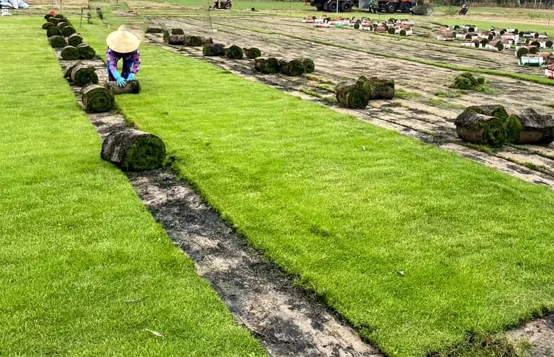 Trồng cỏ nhung nhật