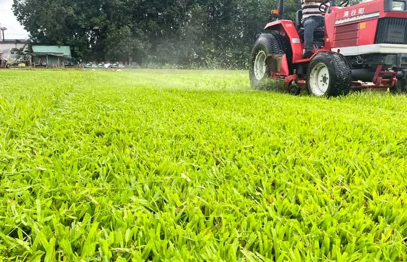 Trồng cỏ lá gừng thường