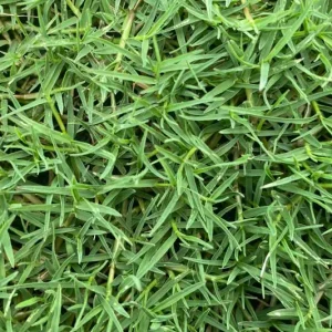 Trồng cỏ Bermuda