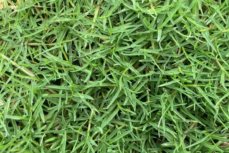 Trồng cỏ Bermuda