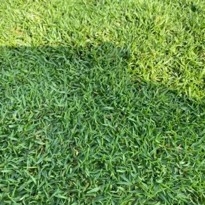 Cỏ Paspalum