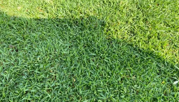 Cỏ Paspalum