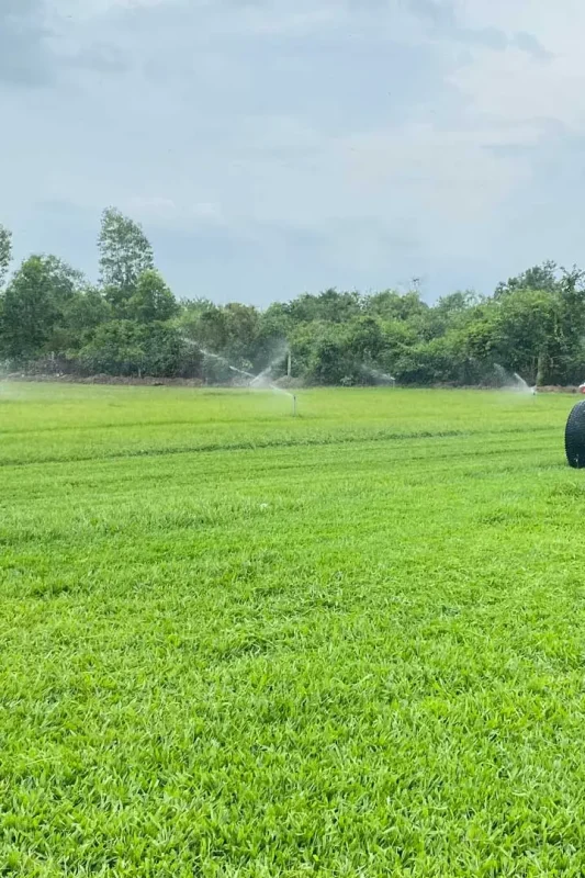 Thi công sân bóng cỏ tự nhiên - Thảm Cỏ Xanh