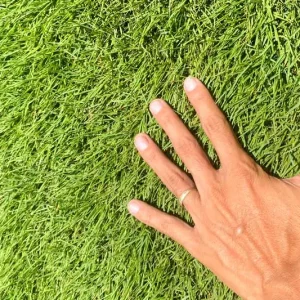 Cỏ Zeon Zoysia